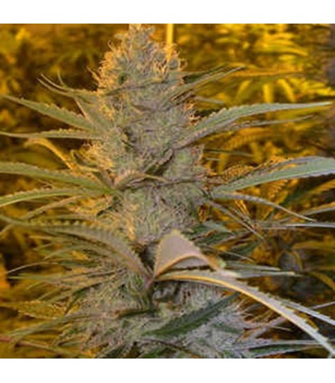 Double D 5 u. fem. KC Brains