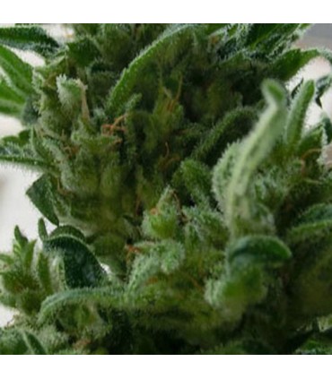 KC 33 - 5 u. fem. KC Brains