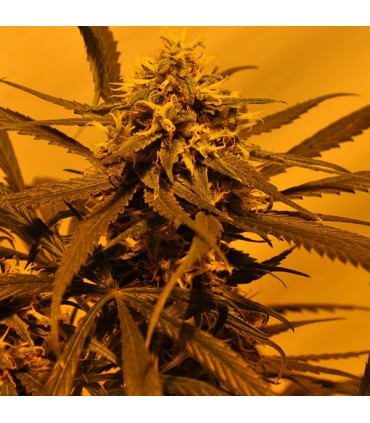 KC 45 - 5 u. fem. KC Brains