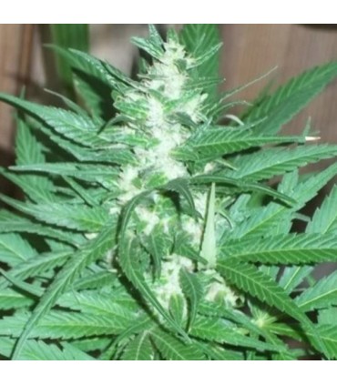 KC 39 - 5 u. fem. KC Brains