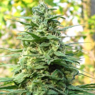 Leda Uno - 5 u. fem. KC Brains