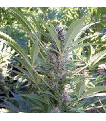 Mango 5 u. fem. KC Brains