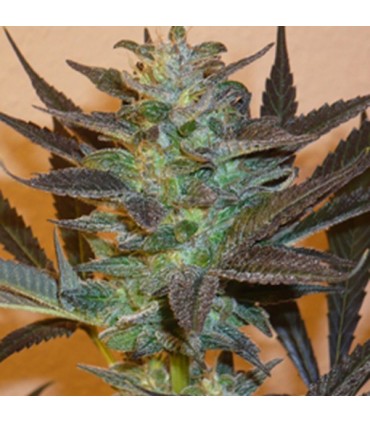 Mind Bender 5 u. fem. KC Brains