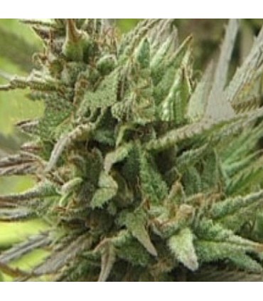 Spontanica 5 u. fem. KC Brains