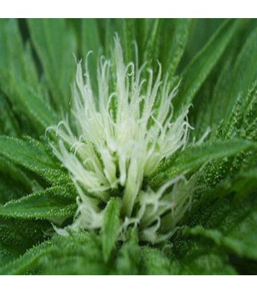 Sweet Dreams 5 u. fem. KC Brains