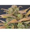 Auto Critical 1 u. fem. CBD Seeds