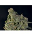 Auto Diesel 1 u. fem. CBD Seeds