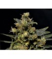 AK 1 u. fem. CBD Seeds
