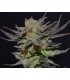 Auto Lavender 1 u. fem. CBD Seeds