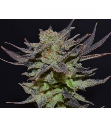 Auto Lavender 1 u. fem. CBD Seeds