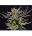 Auto Lavender 1 u. fem. CBD Seeds