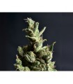 Amnesia 1 u. fem. CBD Seeds