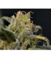 Auto Northern 1 u. fem. CBD Seeds