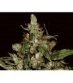 Auto Widow 1 u. fem. CBD Seeds