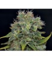 Auto Yumbol 1 u. fem. CBD Seeds