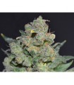 Cheese 1 u. fem. CBD Seeds