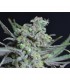 Critical 1 u. fem. CBD Seeds