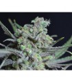 Critical 1 u. fem. CBD Seeds