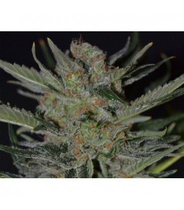 Domina 1 u. fem. CBD Seeds