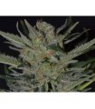 Domina 1 u. fem. CBD Seeds