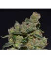 Diesel 1 u. fem. CBD Seeds