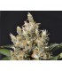 Kali 1 u. fem. CBD Seeds