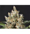 Kali 1 u. fem. CBD Seeds