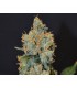 Lavender 1 u. fem. CBD Seeds