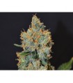 Lavender 1 u. fem. CBD Seeds