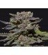 Magma Medical 1 u. fem. CBD Seeds