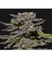 Magma Medical 1 u. fem. CBD Seeds