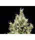 Northern 1 u. fem. CBD Seeds