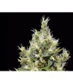 Northern 1 u. fem. CBD Seeds