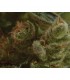 One to One 1 u. fem. CBD Sedds