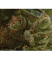 One to One 1 u. fem. CBD Sedds