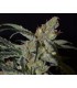 Shark 1 u. fem. CBD Seeds