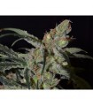 Shark 1 u. fem. CBD Seeds