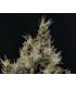 Vanilla Haze Medical 1 u. fem. CBD Seeds