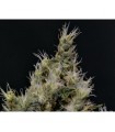 Vanilla Haze Medical 1 u. fem. CBD Seeds