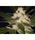 Widow 1 u. fem. CBD Seeds