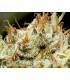 Yumbolt 1 u. fem. CBD Seeds
