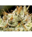 Yumbolt 1 u. fem. CBD Seeds