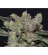 Zen Medical 1 u. fem. CBD Seeds