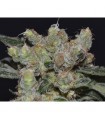 Zen Medical 1 u. fem. CBD Seeds