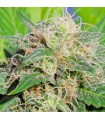 Auto Super Lemon Haze  3 u. fem. Original Sensible