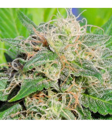 Auto Super Lemon Haze  5 u. fem. Original Sensible