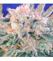 Auto Blueberry Ghost OG fem. Original Sensible