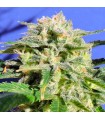 Auto Lemonberry Haze fem. Original Sensible