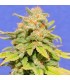 Auto White Crystal Meth fem. Original Sensible