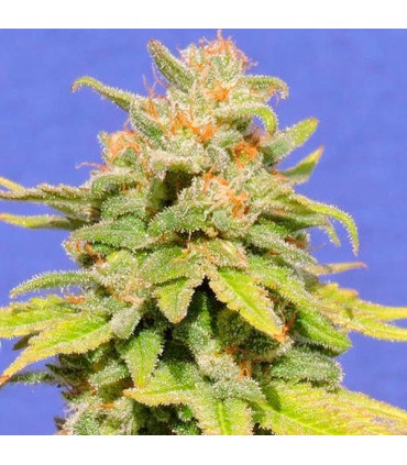 Auto White Crystal Meth  3 u. fem. Original Sensible